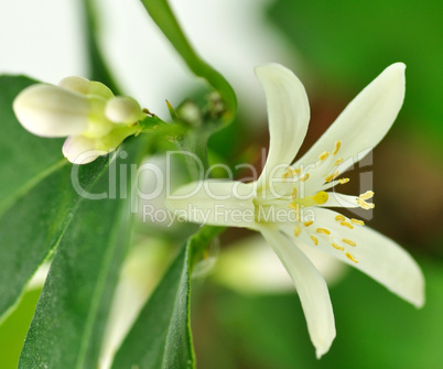 Lemon flower