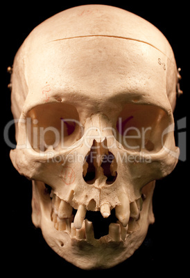 Human Skull on black background