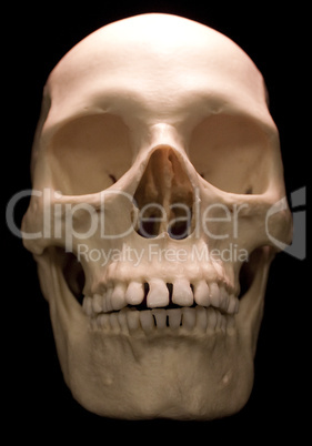 Human Skull on black background