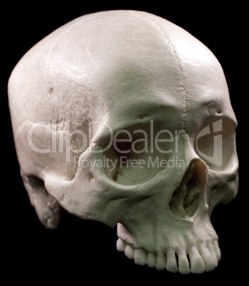 Human Skull on black background