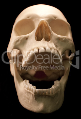 Human Skull on black background