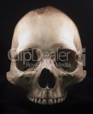 Human Skull on black background