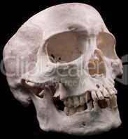 Human Skull on black background