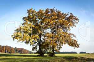 autumn trees