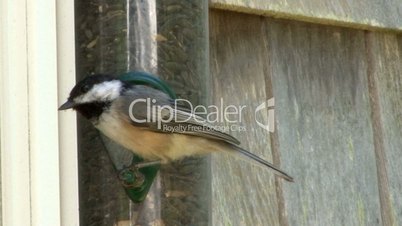 Chickadee at the feeder