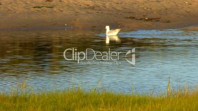 Seagull digs for clam; 1