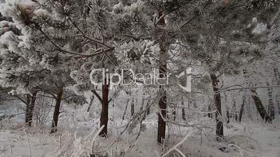 Winter scene 10