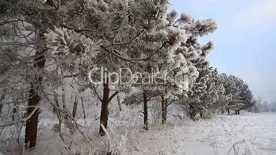 Winter scene 11