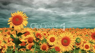 flowering sunflowers on a background cloudy sky