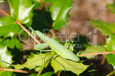 Green praying mantis