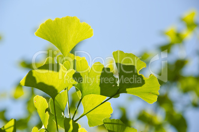 Ginko leaves