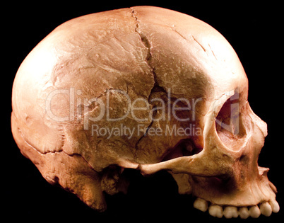 Human Skull on black background