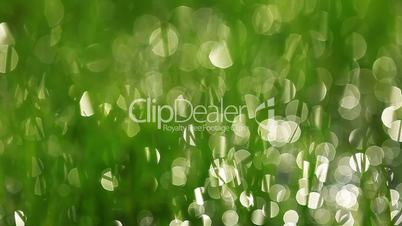 green grass and drops of morning dew - out of focus