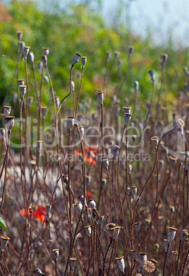 Wild poppies growing in a spring field