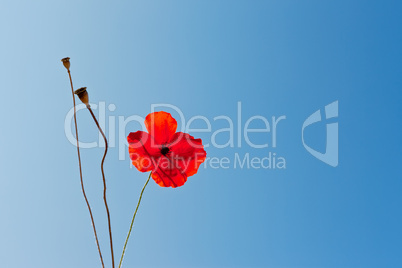 wild poppies against blue sky