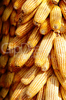 Background of corn cobs