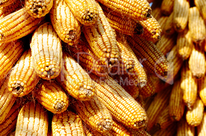 Background of corn cobs