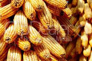 Background of corn cobs