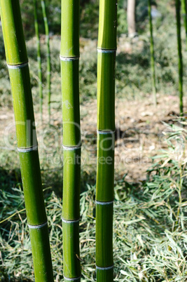 Bamboo