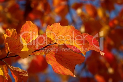Herbstliche romatische Färbung der Blätter eines Baumes