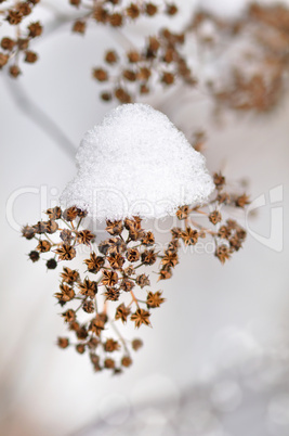 dried winter plant with snow
