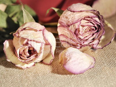 dried roses close up