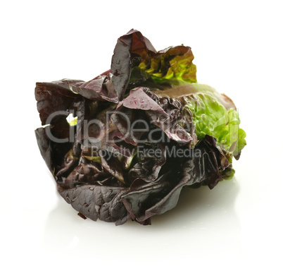 red lettuce