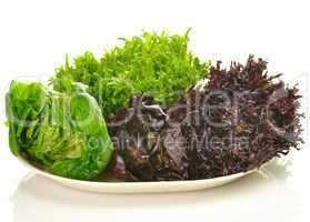 fresh salad leaves assortment on a plate