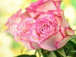fresh pink roses