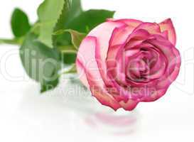 pink rose