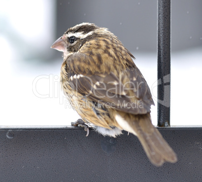 Sparrow in a winter