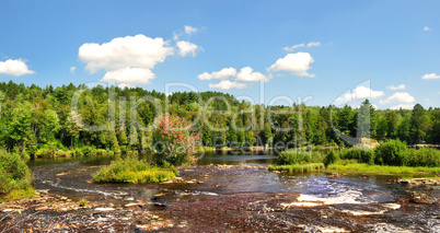 summer landscape with river and forest