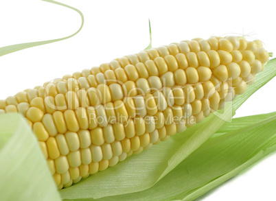 fresh corn