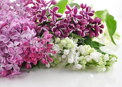 Blossoming lilac