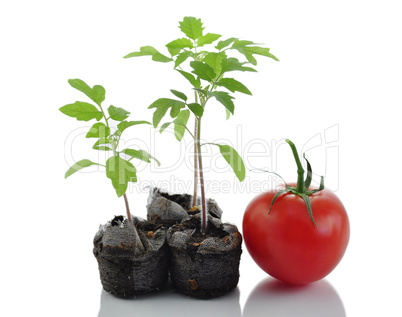 tomato plants