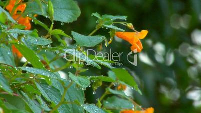 Dew drops on orange flowers; part 1