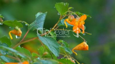 Dew drops on orange flowers; part 2