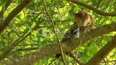 Kitten tree patrol; part 2