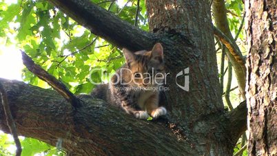Kitten plans great tree escape; part 1