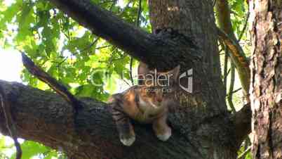 Kitten plans great tree escape; part 2