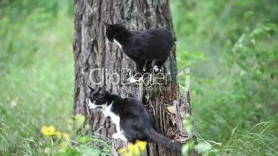 Two black cats playing outdoor