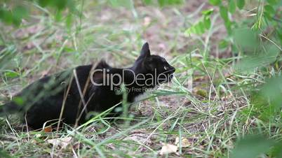 Black cat jumping in the grass, slow motion