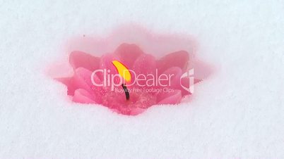 pink candle in the snow