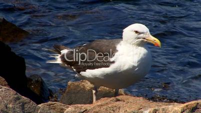Cape Cod Canal; seagull