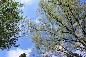Trees on blue sky