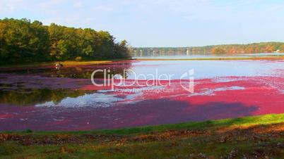 Red floating cranberries