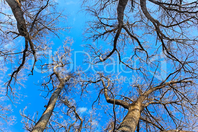 Tops of naked fall trees