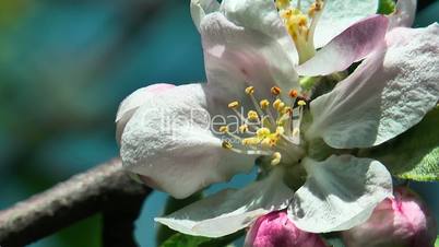 white apple flower and insects