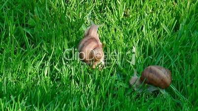 Snails in a grass