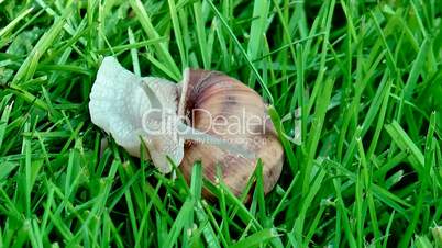 Snail in a grass